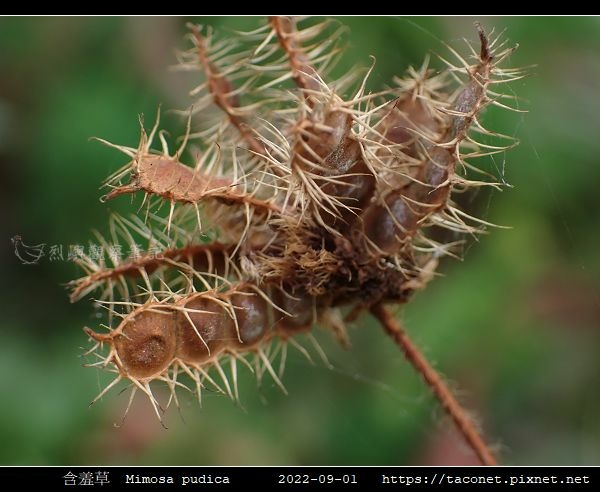含羞草 Mimosa pudica_02.jpg