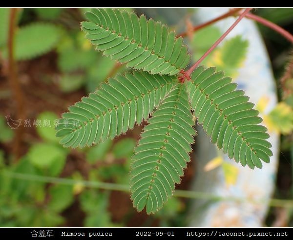 含羞草 Mimosa pudica_03.jpg