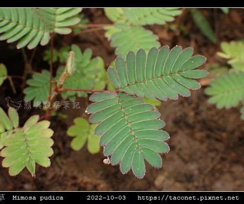 含羞草 Mimosa pudica_15.jpg