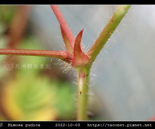 含羞草 Mimosa pudica_14.jpg