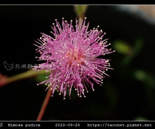 含羞草 Mimosa pudica_13.jpg