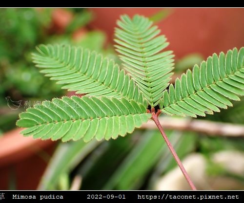 含羞草 Mimosa pudica_05.jpg