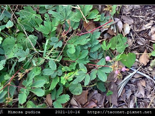 含羞草 Mimosa pudica_01.jpg
