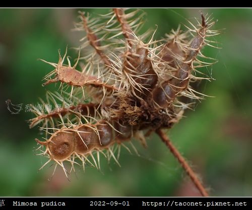 含羞草 Mimosa pudica_02.jpg