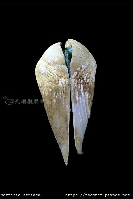 細紋鷗蛤 Martesia striata_12.jpg