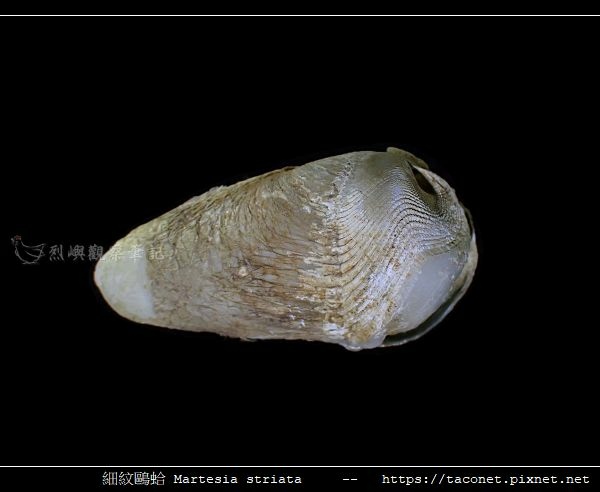 細紋鷗蛤 Martesia striata_11.jpg