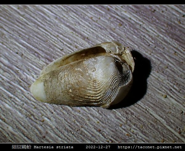 細紋鷗蛤 Martesia striata_07.jpg