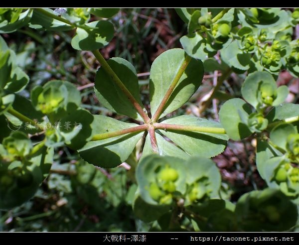 澤漆 Euphorbia helioscopia相簿封面