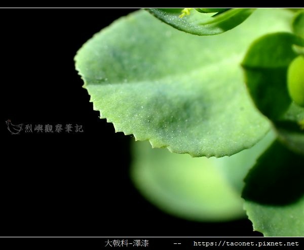 大戟科-澤漆_14.jpg