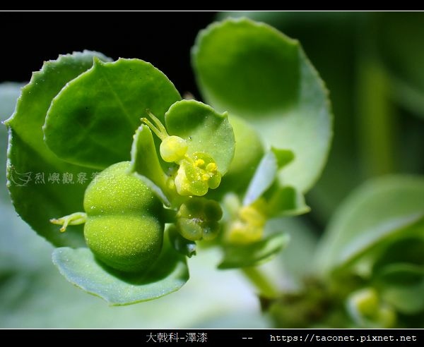 大戟科-澤漆_09.jpg