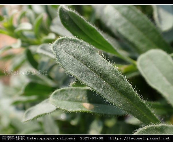 華南狗娃花 Heteropappus ciliosus_10.jpg