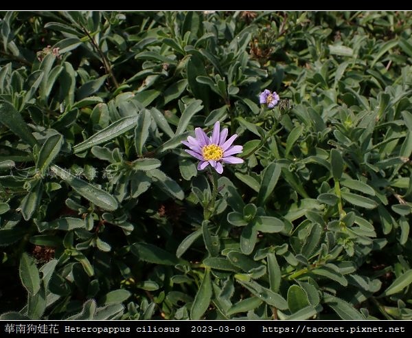 華南狗娃花 Heteropappus ciliosus_09.jpg