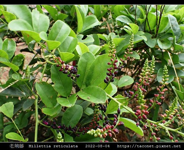 老荊藤 Millettia reticulata_07.jpg