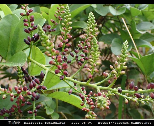 老荊藤 Millettia reticulata_06.jpg