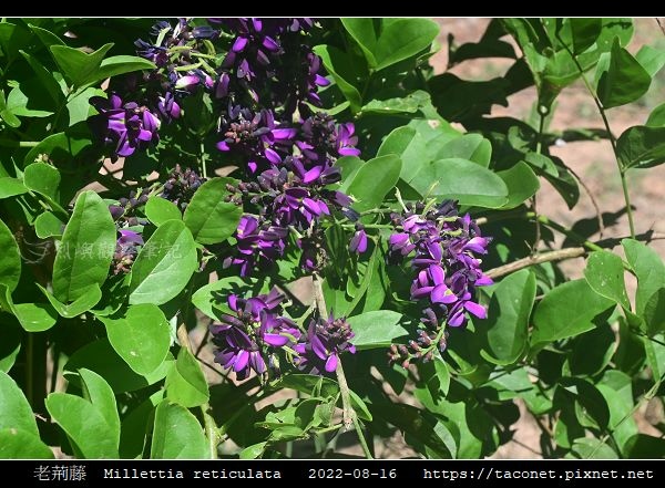 老荊藤 Millettia reticulata_01.jpg