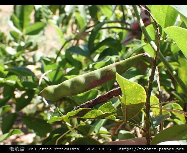 老荊藤 Millettia reticulata_13.jpg