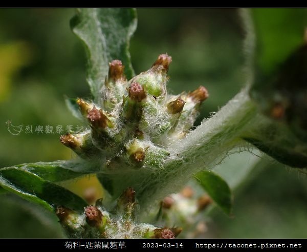 匙葉鼠麴草 Gnaphalium pensylvanicum_16.jpg