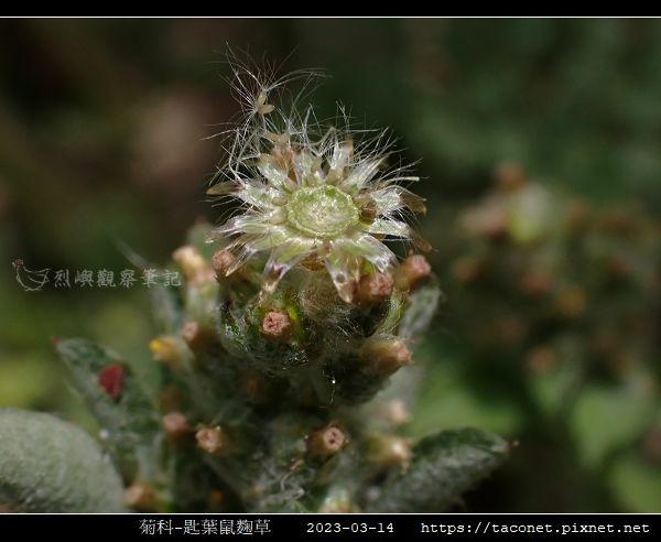 匙葉鼠麴草 Gnaphalium pensylvanicum_09.jpg
