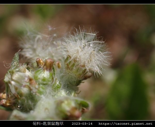 匙葉鼠麴草 Gnaphalium pensylvanicum_08.jpg