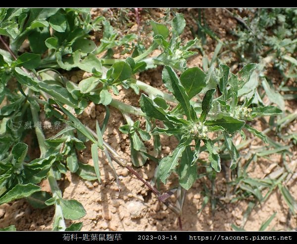 匙葉鼠麴草 Gnaphalium pensylvanicum_15.jpg