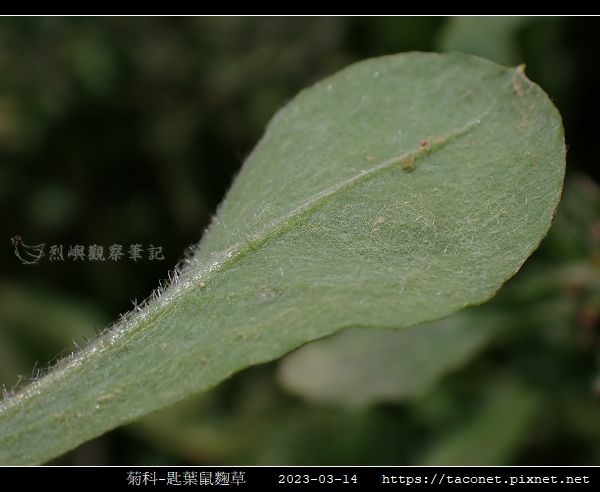 匙葉鼠麴草 Gnaphalium pensylvanicum_14.jpg