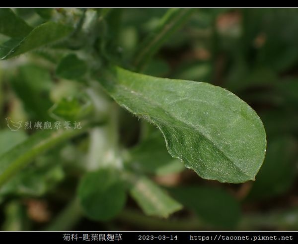 匙葉鼠麴草 Gnaphalium pensylvanicum_13.jpg