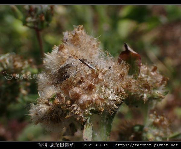 匙葉鼠麴草 Gnaphalium pensylvanicum_11.jpg