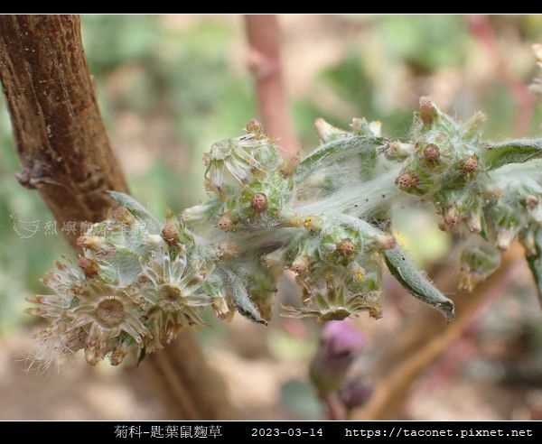 匙葉鼠麴草 Gnaphalium pensylvanicum_10.jpg