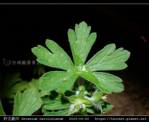 牻牛兒苗科-野老鸛草 Geranium carolinianum相簿封面
