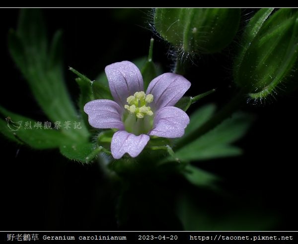 牻牛兒苗科-野老鸛草 Geranium carolinianum_08.jpg