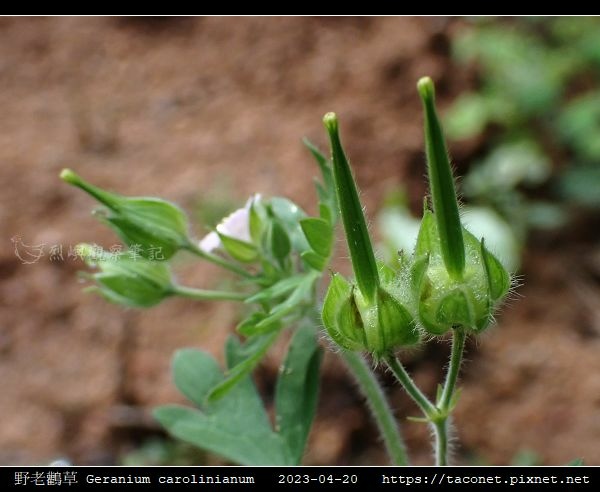 牻牛兒苗科-野老鸛草 Geranium carolinianum_03.jpg