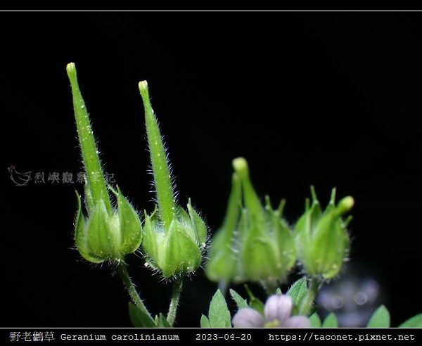 牻牛兒苗科-野老鸛草 Geranium carolinianum_07.jpg