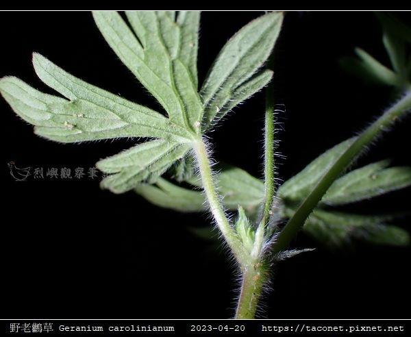 牻牛兒苗科-野老鸛草 Geranium carolinianum_13.jpg