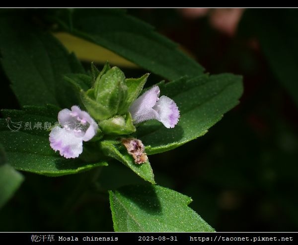乾汗草 Mosla chinensis_11.jpg