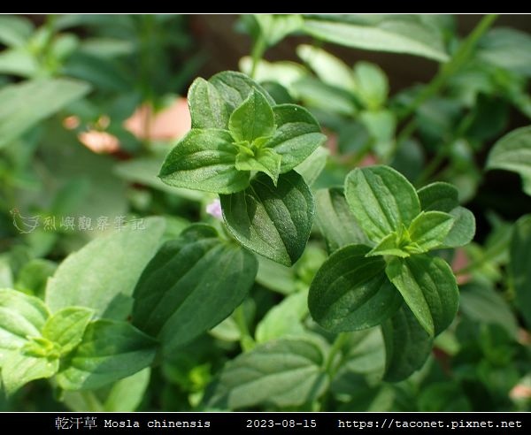乾汗草 Mosla chinensis_09.jpg