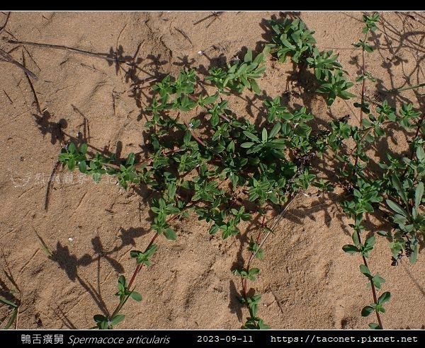 茜草科-鴨舌癀舅 Spermacoce articularis相簿封面