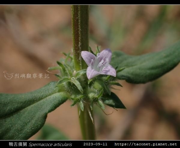 鴨舌癀舅 Spermacoce articularis-08.jpg
