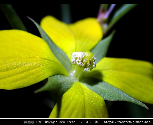 翼莖水丁香 Ludwigia decurrens_14.jpg