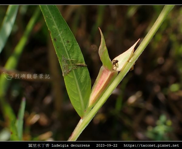 翼莖水丁香 Ludwigia decurrens_04.jpg