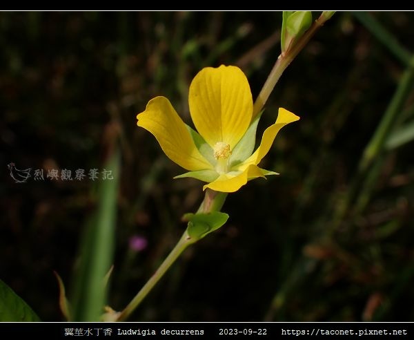 翼莖水丁香 Ludwigia decurrens_03.jpg