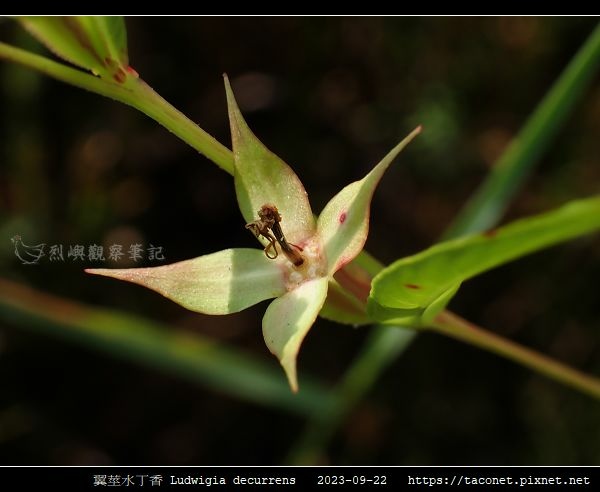 翼莖水丁香 Ludwigia decurrens_02.jpg