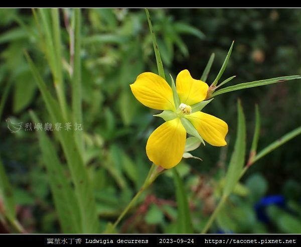 翼莖水丁香 Ludwigia decurrens_17.jpg