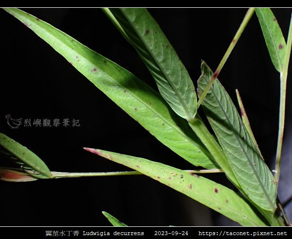 翼莖水丁香 Ludwigia decurrens_11.jpg