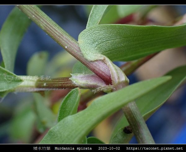 鴨跖草科-矮水竹葉 Murdannia spirata相簿封面
