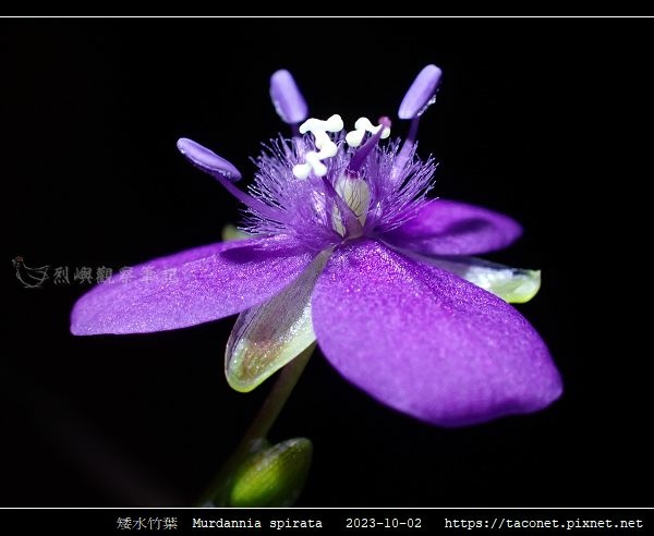 矮水竹葉 Murdannia spirata_12.jpg
