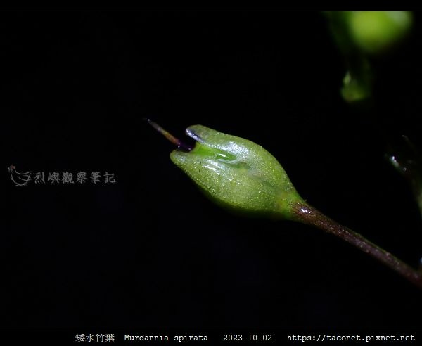 矮水竹葉 Murdannia spirata_11.jpg
