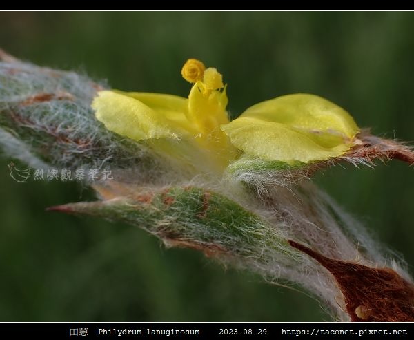 田蔥 Philydrum lanuginosum_11.jpg