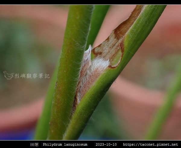田蔥 Philydrum lanuginosum_17.jpg