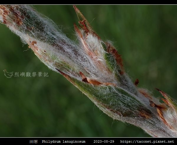 田蔥 Philydrum lanuginosum_09.jpg