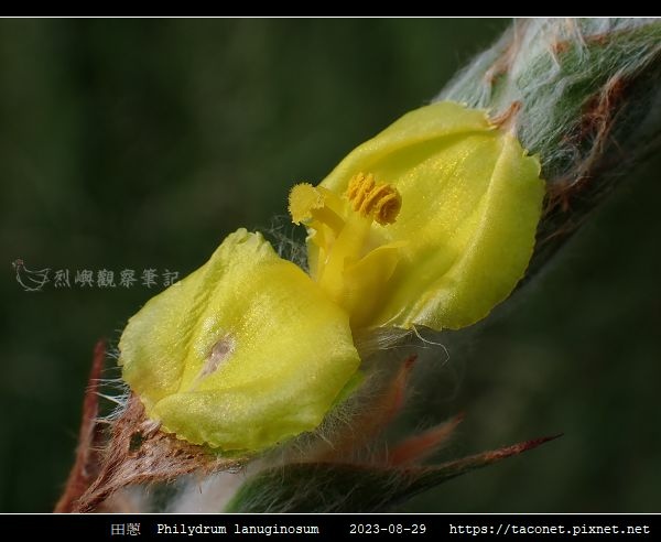 田蔥 Philydrum lanuginosum_07.jpg
